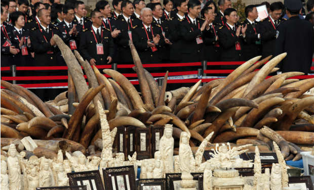 Customs officers attend a ceremony before destroying illegal ivory in Dongguan, southern Guangdong province, China on Monday. Customs officers attend a ceremony before destroying illegal ivory in Dongguan, southern Guangdong province, China on Monday.